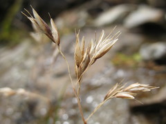 Rytidosperma pulchrum