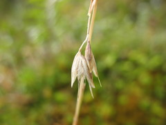 Rytidosperma pulchrum
