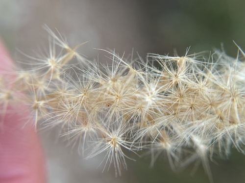 Image of Pappophorum vaginatum by (c) Chet Burrier, some rights reserved (CC BY)