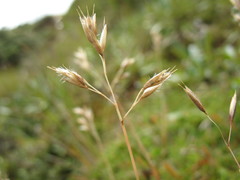 Rytidosperma pulchrum