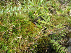 Rytidosperma pulchrum