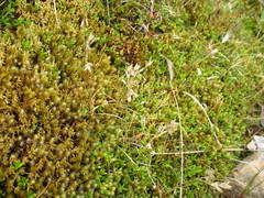 Rytidosperma pulchrum