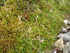 Rytidosperma pulchrum