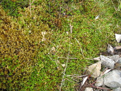 Rytidosperma pulchrum