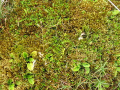 Rytidosperma pulchrum