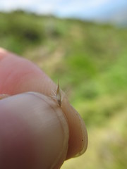 Rytidosperma pulchrum