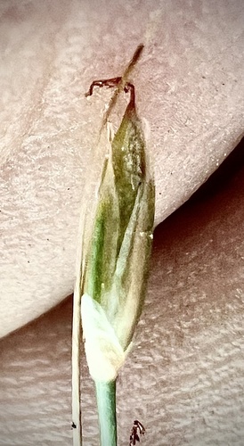 Drummond's rush (Juncus drummondii)
