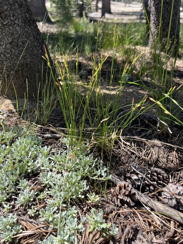 Image of Juncus parryi by (c) Steve Matson, some rights reserved (CC BY)
