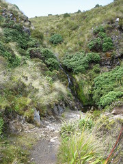 Rytidosperma pulchrum