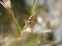 Rytidosperma pulchrum