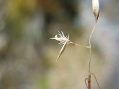 Rytidosperma pulchrum