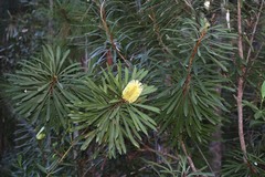 Banksia aquilonia