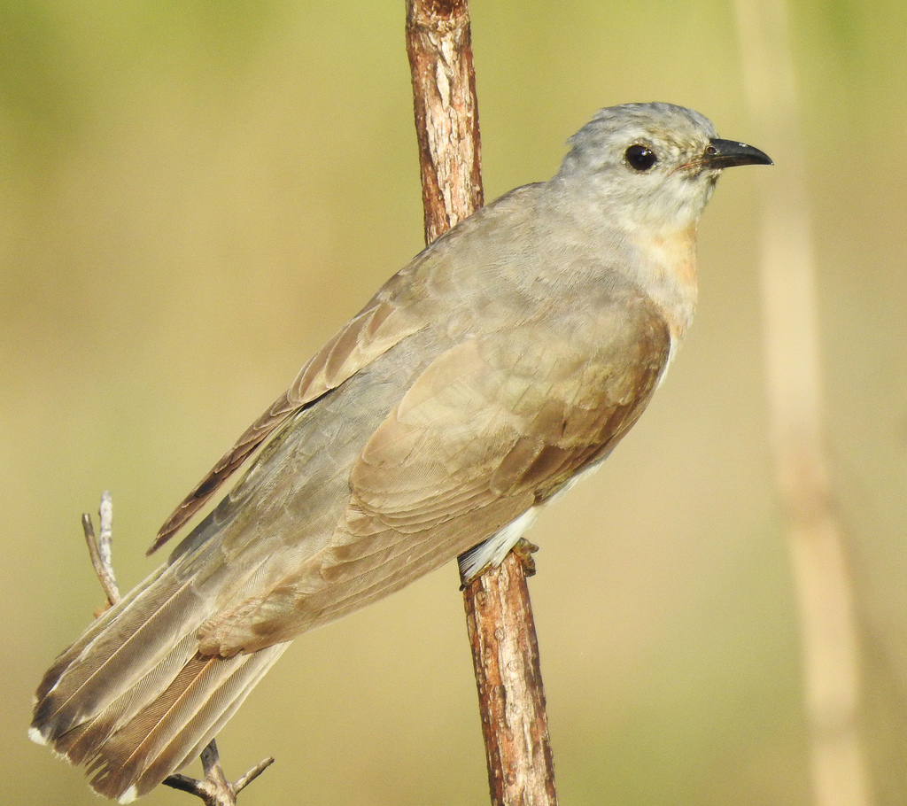 Brush Cuckoo from ownsville Town Common Conservation Park, Townsville ...