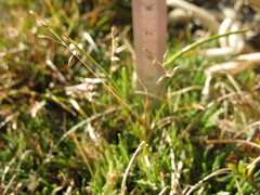 Rytidosperma australe