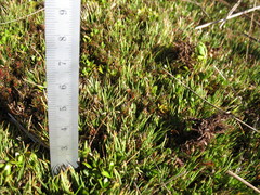 Rytidosperma australe