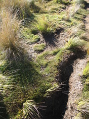 Rytidosperma australe