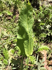 Rumex longifolius