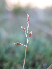 Rytidosperma australe