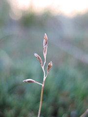 Rytidosperma australe