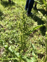 Rumex longifolius