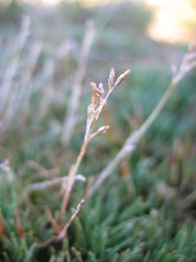 Rytidosperma australe