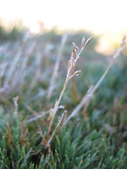 Rytidosperma australe