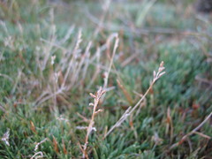 Rytidosperma australe