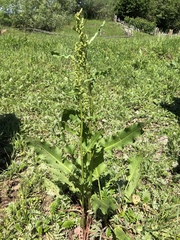 Rumex longifolius