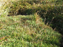 Rytidosperma australe