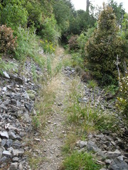 Rytidosperma unarede