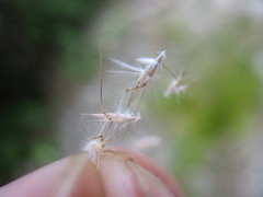 Rytidosperma unarede