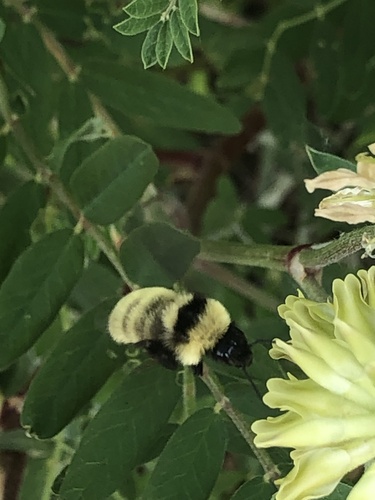 Golden Northern Bumble Bee photographed in North Dakota