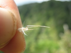 Rytidosperma unarede