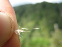 Rytidosperma unarede