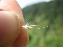 Rytidosperma unarede