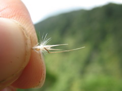 Rytidosperma unarede