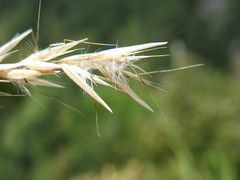 Rytidosperma unarede