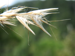 Rytidosperma unarede