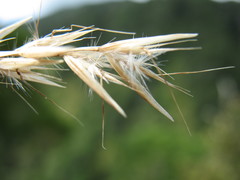 Rytidosperma unarede