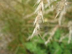 Rytidosperma unarede