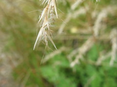 Rytidosperma unarede