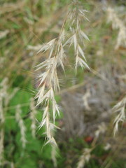 Rytidosperma unarede