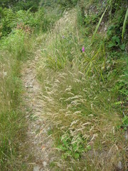 Rytidosperma unarede