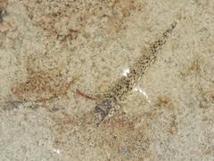 Favonigobius exquisitus