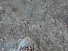 Favonigobius exquisitus