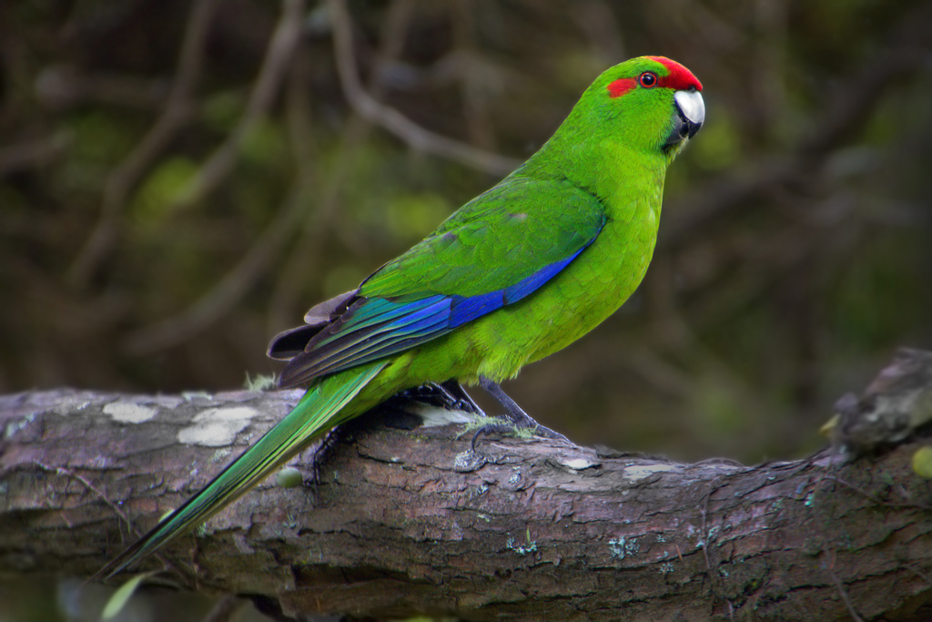 Red-Crowned Parakeet