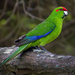 Red-crowned Parakeet - Photo (c) Oscar Thomas, some rights reserved (CC BY-NC-ND), uploaded by Oscar Thomas