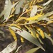 Acacia leptostachya - Photo (c) Ian McMaster, algunos derechos reservados (CC BY-NC), subido por Ian McMaster