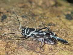 Ripipteryx rivularia