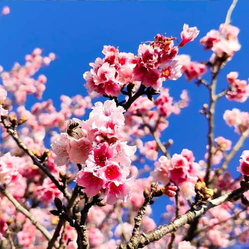 Prunus campanulata